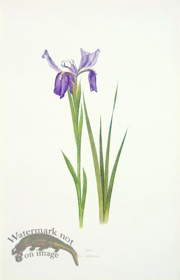 Dykes Iris 18
